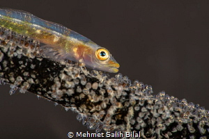 Wire coral goby with eggs. by Mehmet Salih Bilal 